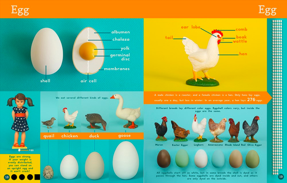 celebrate-picture-books-picture-book-review-now-you-know-what-you-eat-egg