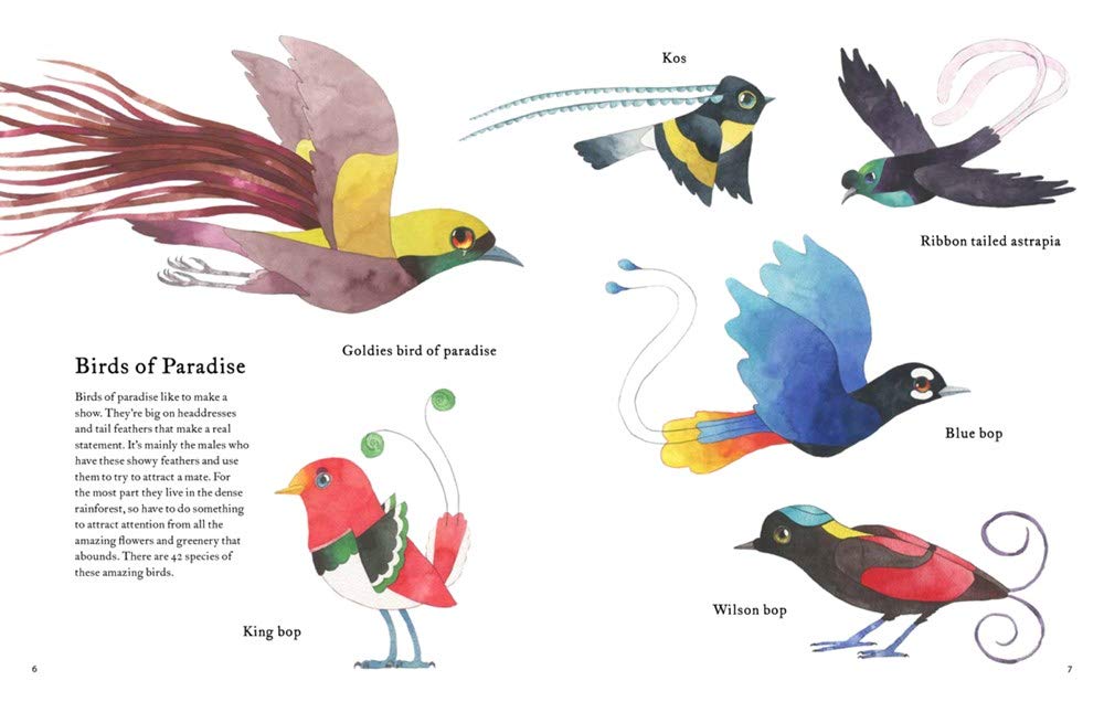 celebrate-picture-books-picture-book-review-the-atlas-of-amazing-birds-birds-of-paradise