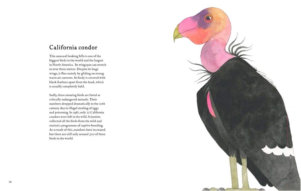 celebrate-picture-books-picture-book-review-the-atlas-of-amazing-birds-condor