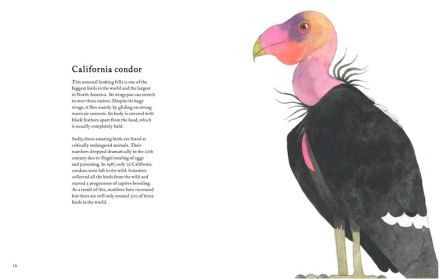 celebrate-picture-books-picture-book-review-the-atlas-of-amazing-birds-condor