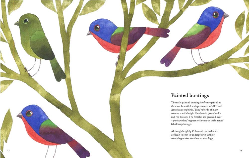celebrate-picture-books-picture-book-review-the-atlas-of-amazing-birds-painted-buntings