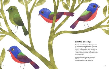 celebrate-picture-books-picture-book-review-the-atlas-of-amazing-birds-painted-buntings