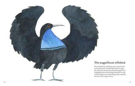 celebrate-picture-books-picture-book-review-the-atlas-of-amazing-birds-riflebird