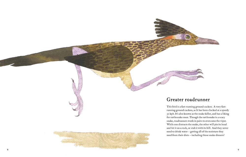 celebrate-picture-books-picture-book-review-the-atlas-of-amazing-birds-roadrunner