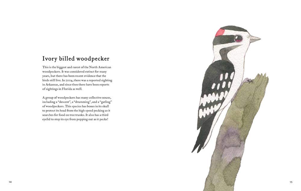 celebrate-picture-books-picture-book-review-the-atlas-of-amazing-birds-woodpecker