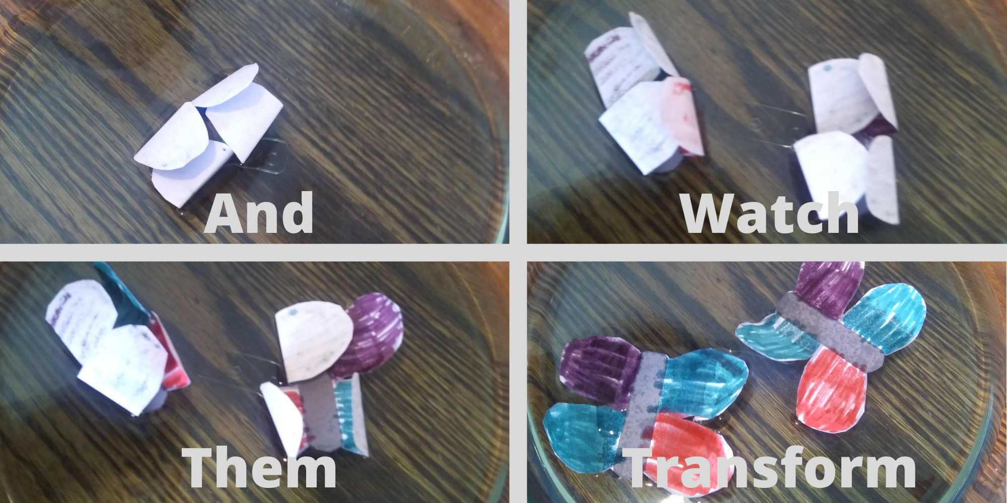 celebrate-picture-books-picture-book-review-the-very-impatient-caterpillar-craft-2