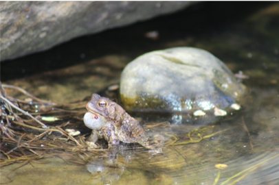 CBP Shana Keller Toad Image