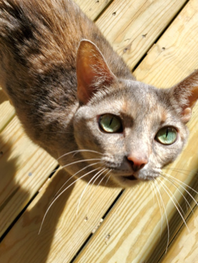 celebrate-picture-books-picture-book-review-Shana-Keller-cat-Image