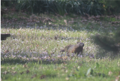 celebrate-picture-books-picture-book-review-Shana-Keller-groundhog-Image