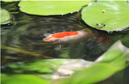 celebrate-picture-books-picture-book-review-Shana-Keller-Koi-Image