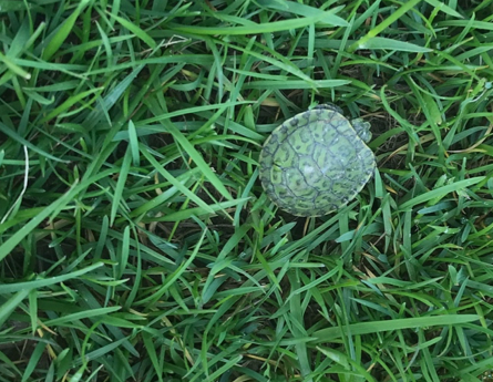 celebrate-picture-books-picture-book-review-Shana-Keller-turtle-grass-Image