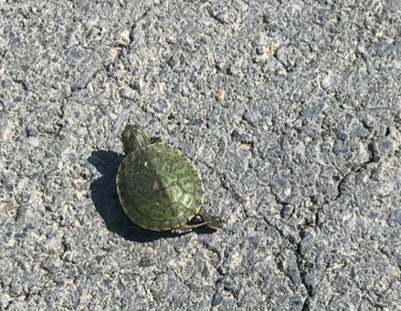 celebrate-picture-books-picture-book-review-Shana-Keller-turtle-pavement-Image