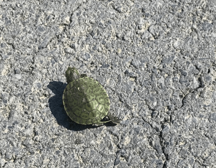 celebrate-picture-books-picture-book-review-Shana-Keller-turtle-pavement-Image