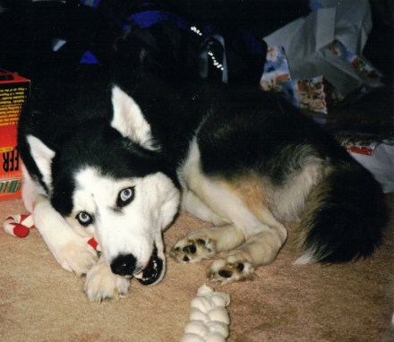 celebrate-picture-books-picture-book-review-lone-wolf-Mikayla