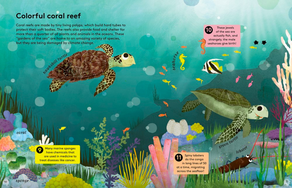 celebrate-picture-books-picture-book-review-50-reasons-to-love-animals-coral-reef