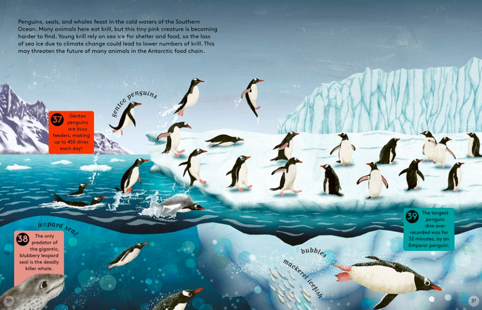 celebrate-picture-books-picture-book-review-50-reasons-to-love-animals-gentoo-penguins