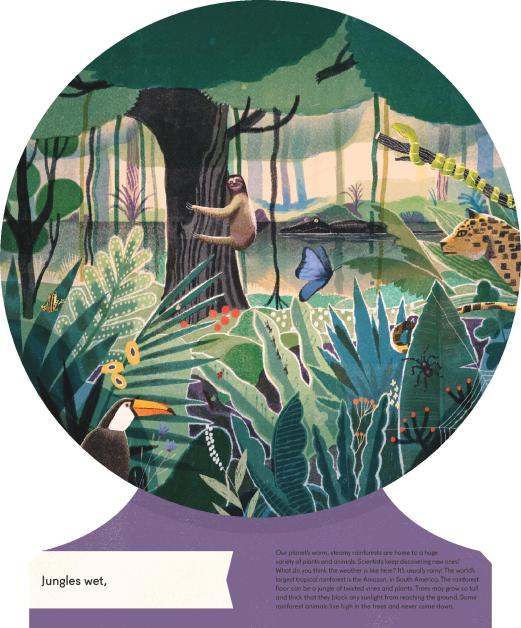 celebrate-picture-books-picture-book-review-Sue-Gallion-interview-Our-World-rainforest