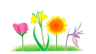 celebrate-picture-books-picture-book-review-southwest-sunrise-flowers