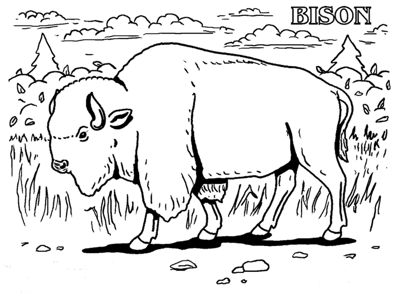 celebrate-picture-books-picture-book-review-bison-coloring-page