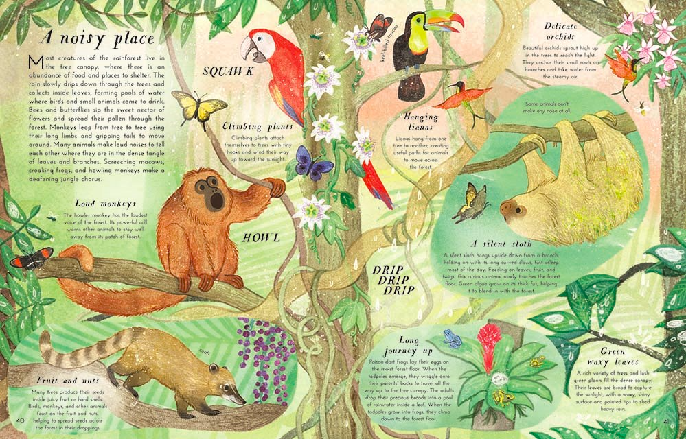 celebrate-picture-books-picture-book-review-into-the-forest-rainforest