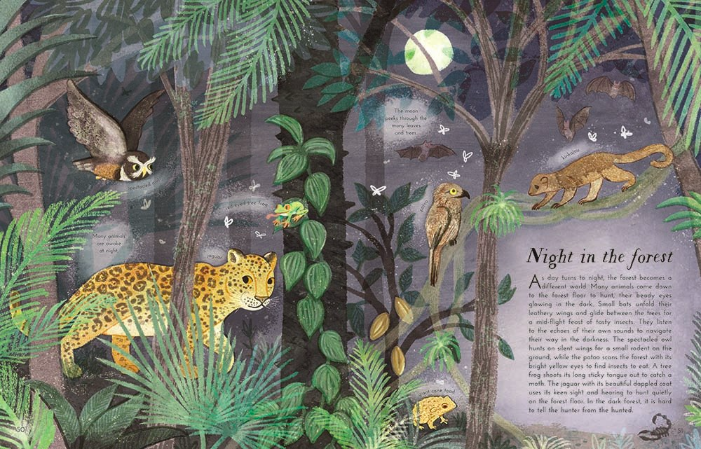 celebrate-picture-books-picture-book-review-into-the-forest-night