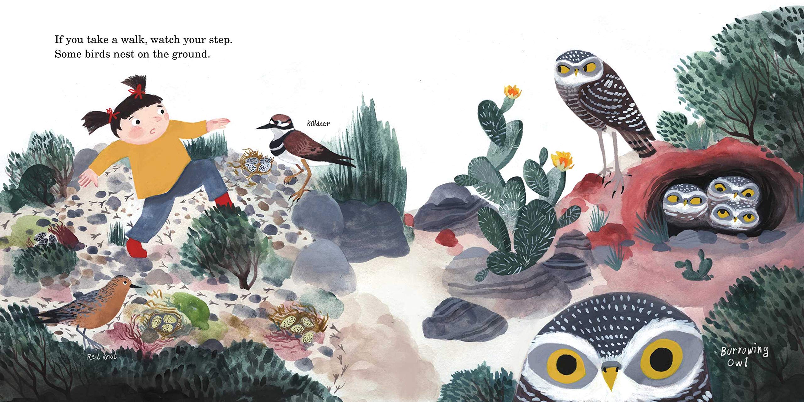 celebrate-picture-books-picture-book-review-how-to-find-a-bird-desert