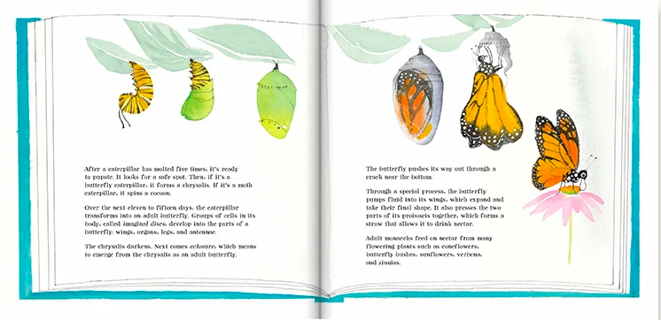 celebrate-picture-books-picture-book-review-butterflies-belong-here-chrysalis