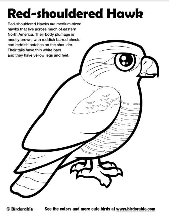celebrate-picture-books-picture-book-review-red-shouldered-hawk-coloring-page