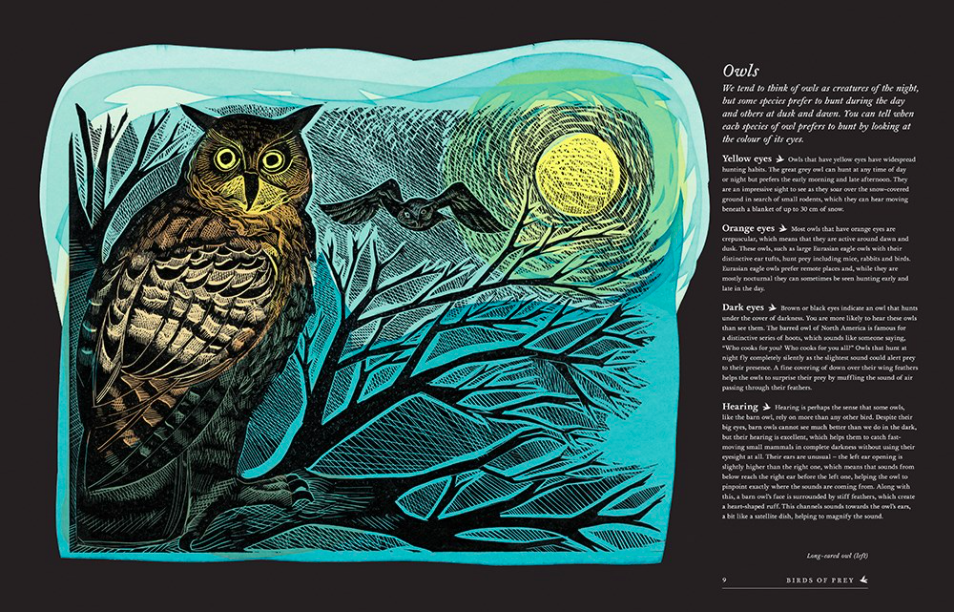 celebrate-picture-books-picture-book-review-birds-explore-their-extraordinary-world-owls