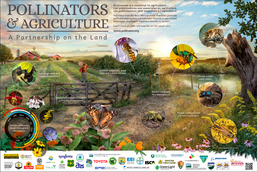 celebrate-picture-books-picture-book-review-how-to-build-an-insect-pollinators-poster