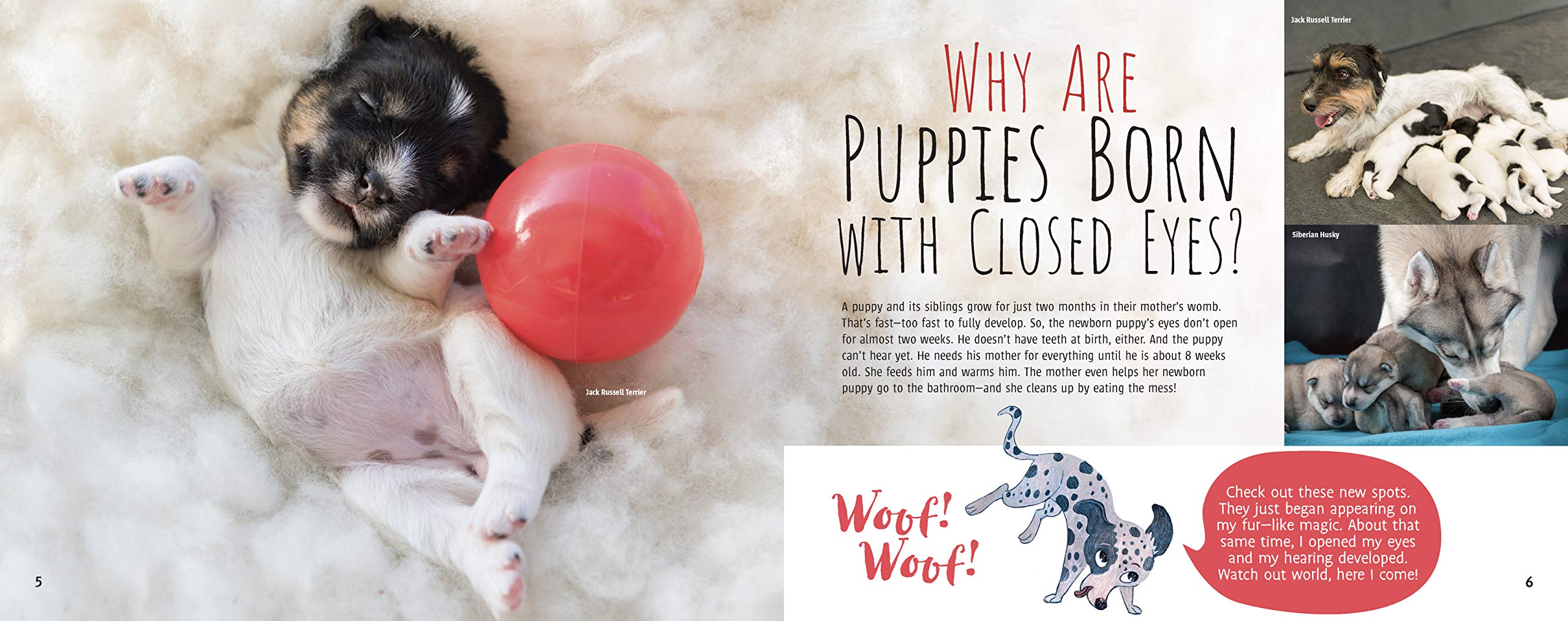 celebrate-picture-books-picture-book-review-woof!-the-truth-about-dogs-puppies