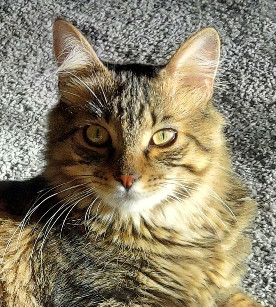 celebrate-picture-books-picture-book-review-p-is-for-purr-Simon-headshot