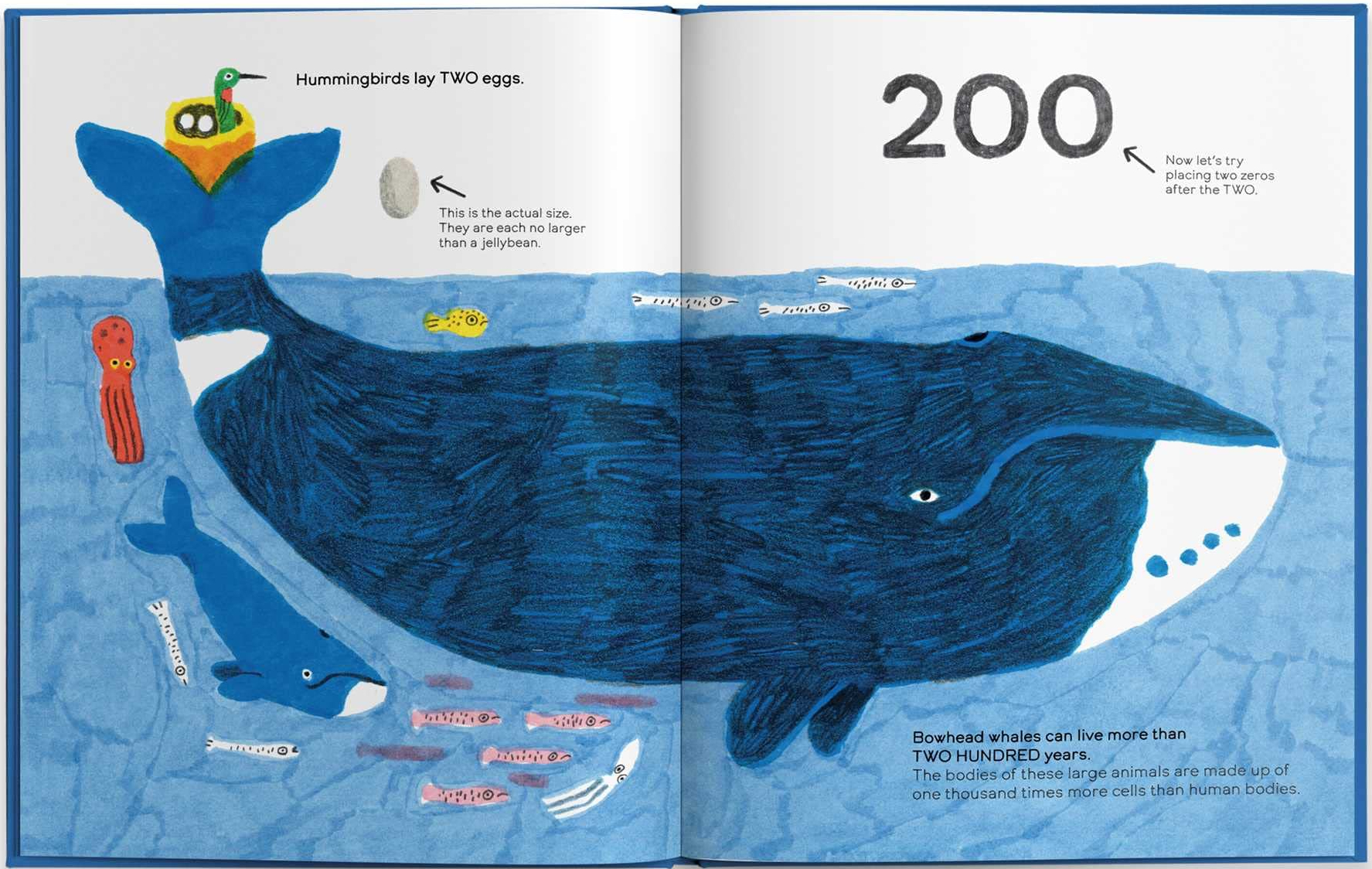 celebrate-picture-books-picture-book-review-octopuses-have-zero-bones-whale