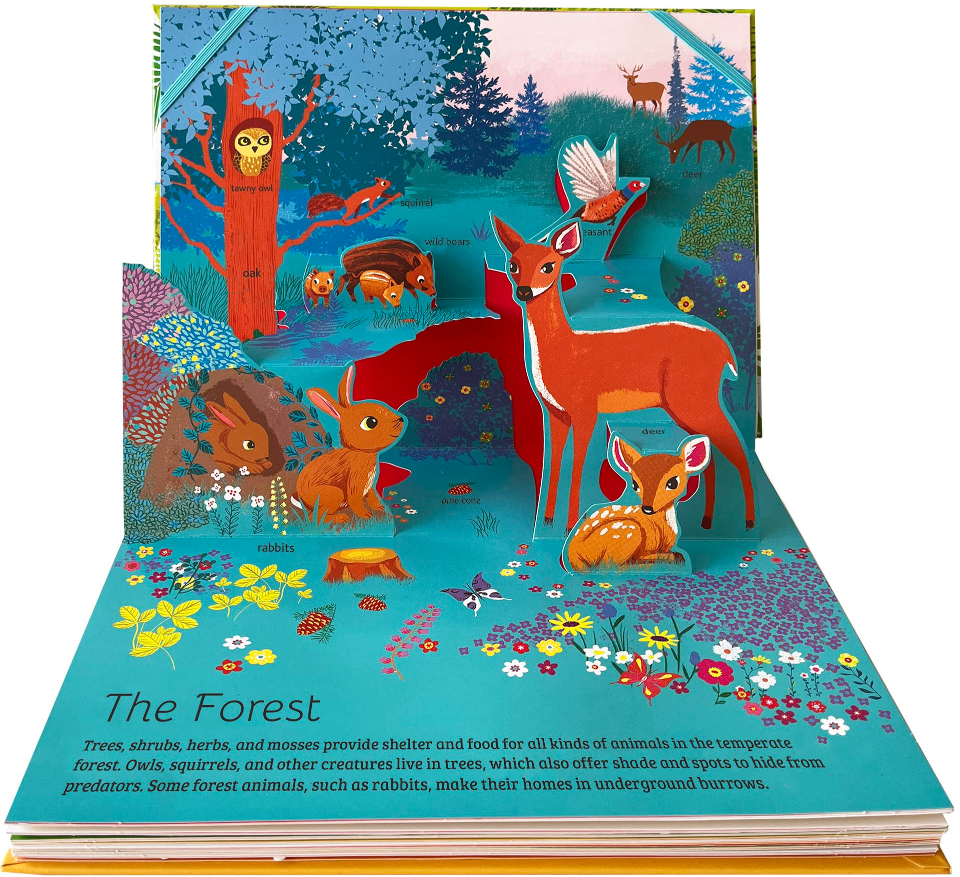 celebrate-picture-books-picture-book-review-pop-up-guide-animals-forest