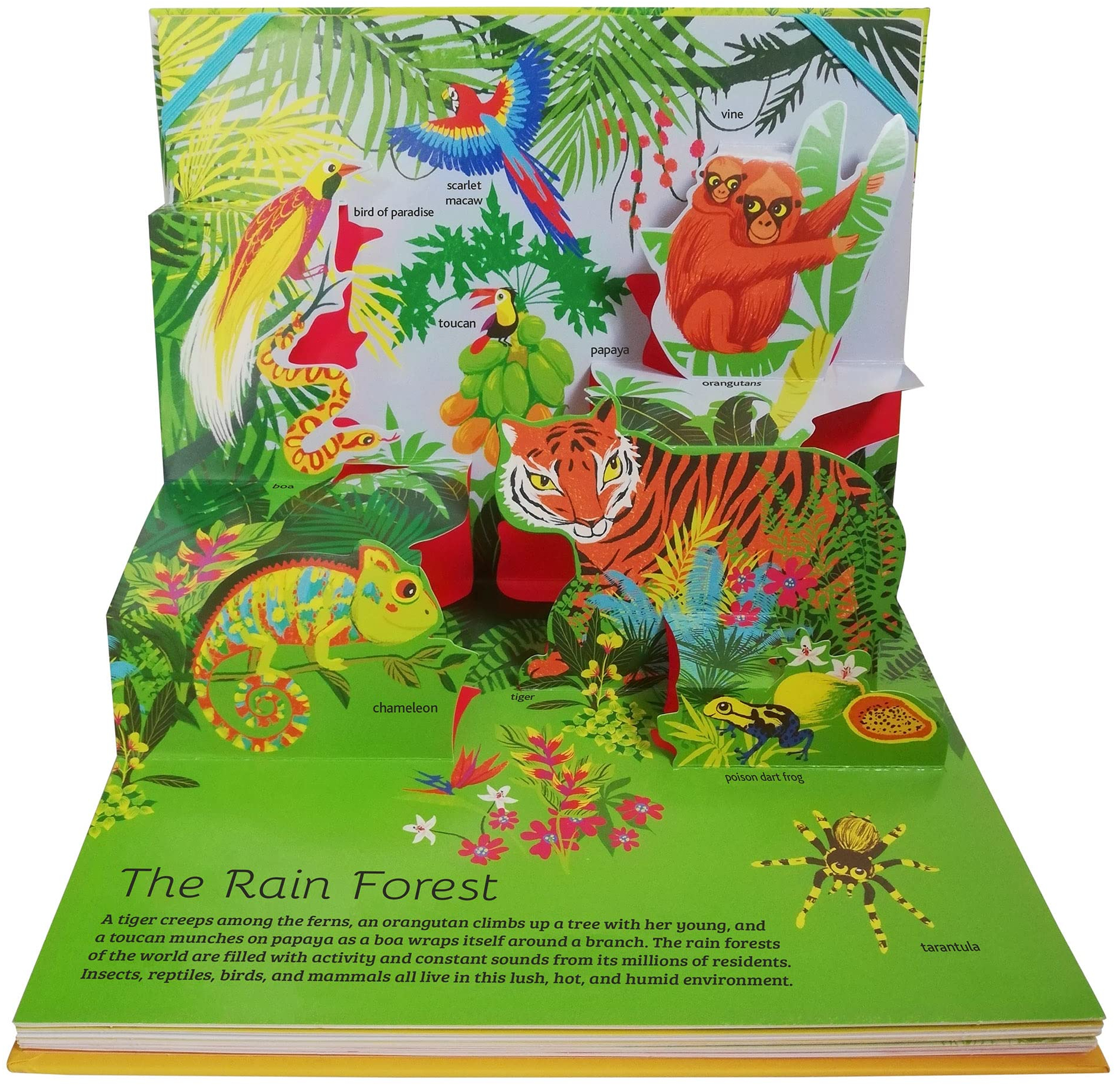 celebrate-picture-books-picture-book-review-pop-up-guide-animals-rain-forest
